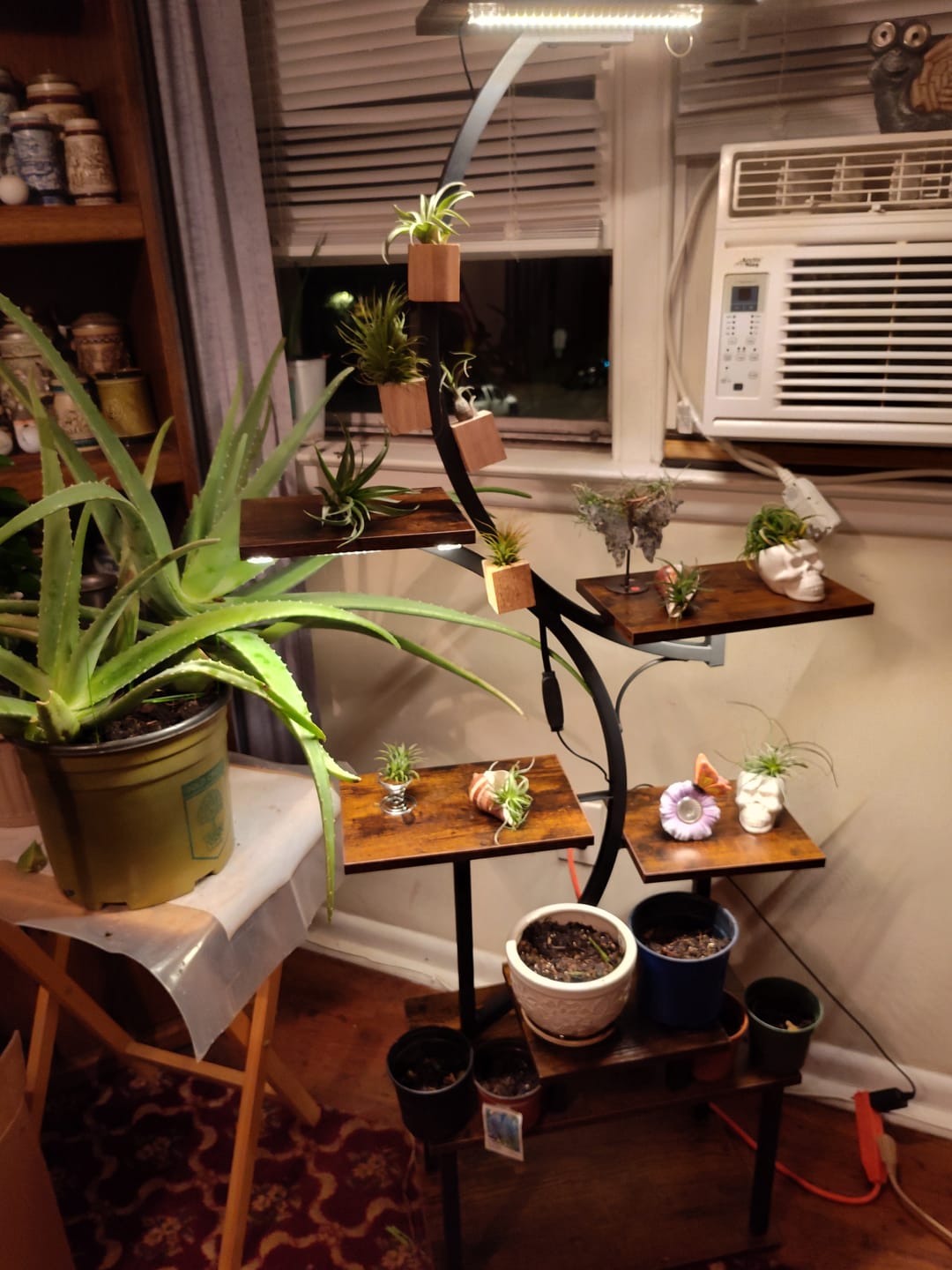 Customer photo review of B Quality Greenhouse Mix 10 Plant Pack