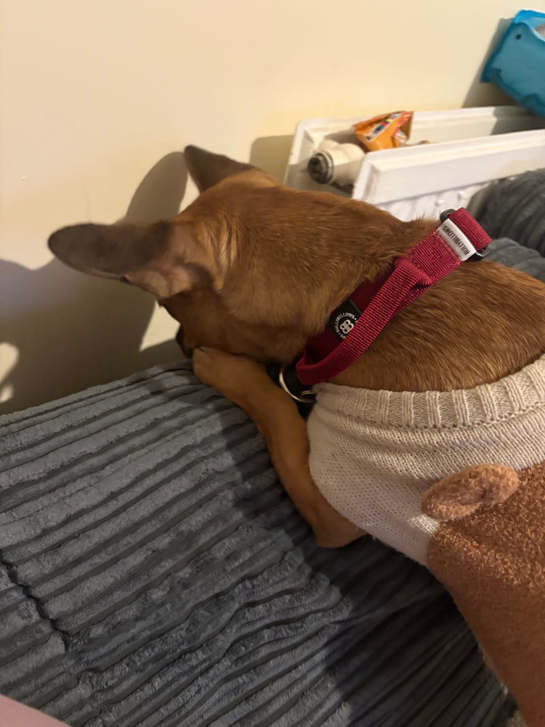 Customer photo review of 2.5cm Combat® Collar | With Handle & Rated Clip - Burgundy