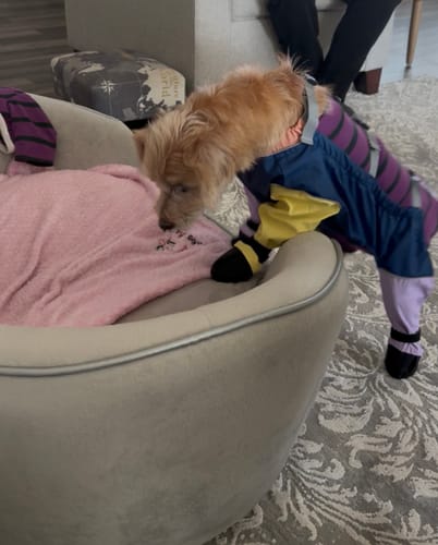 Customer photo review of Dog Four Seasons Breathable Soft Bottom Jumpsuit
