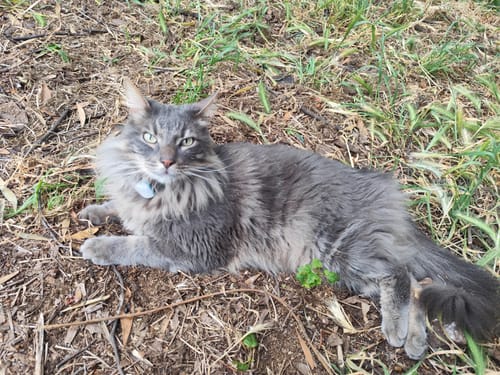 Customer photo review of Rastreador GPS Petfind