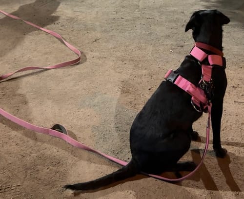 Customer photo review of Arnés Strap para Perros - Street Dogs - Pink