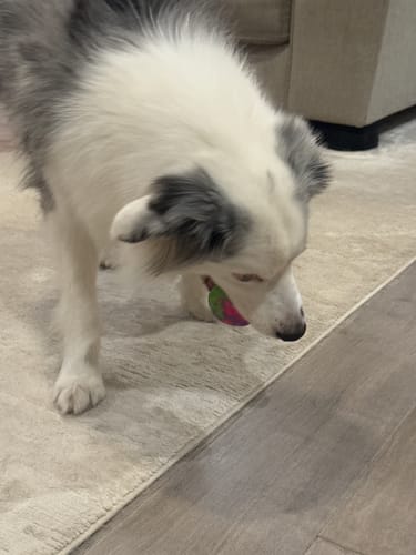 Customer photo review of WUNDERBALL - Best Fetch Toy