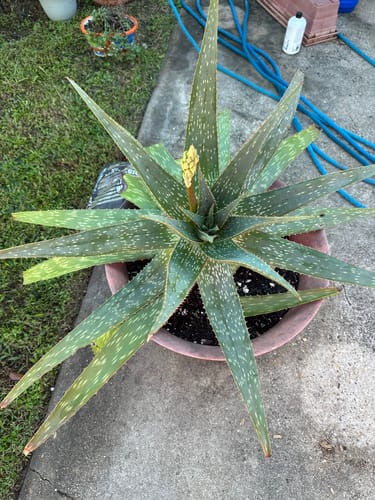 Customer photo review of Elm Power Bundle - Complete Garden & Houseplant Solution