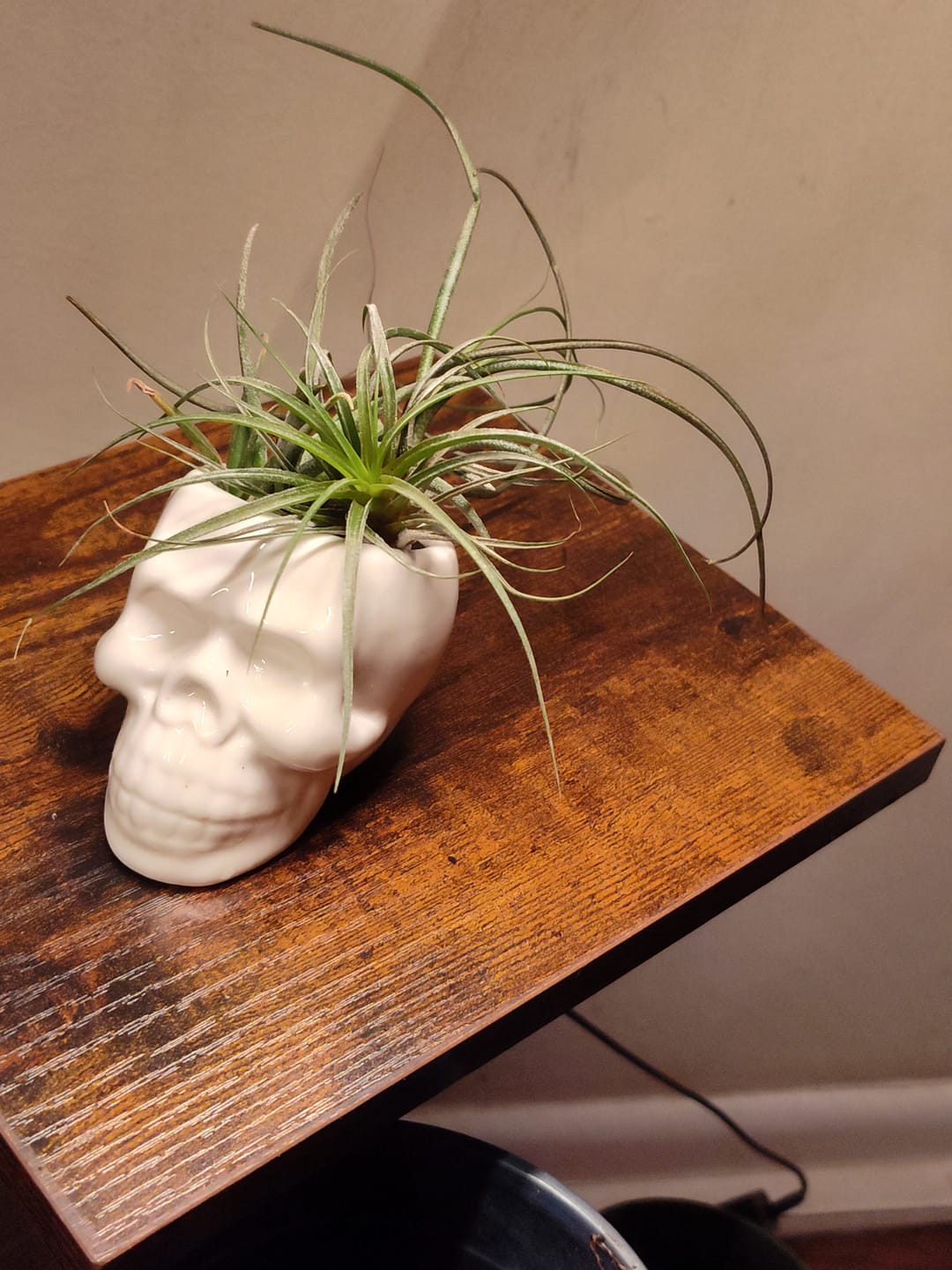 Customer photo review of White Skull Ceramic Air Plant Holder  (Holder Only)