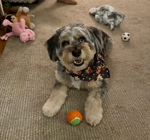 Customer photo review of Squeaky Tennis Balls