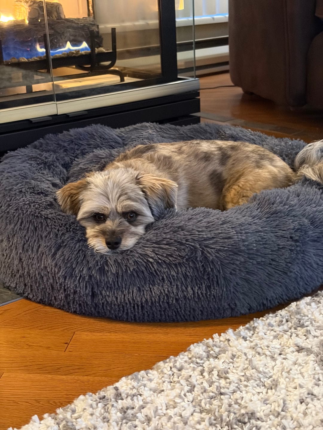 Customer photo review of Brooklyn® Deep Sleep Pet Bed
