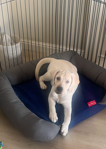 Customer photo review of Rappy- Medium Puffy Pets Bed