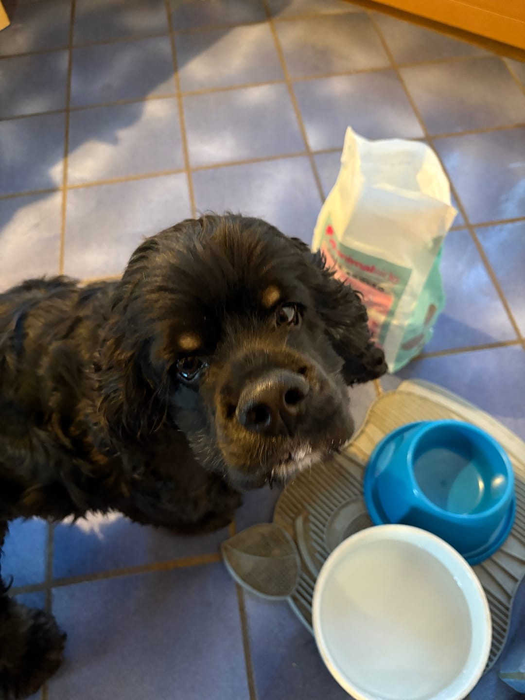 Customer photo review of Crocchette Gastrointestinal al Tacchino - Cane Adulto - Proteine idrolizzate - Grain Free