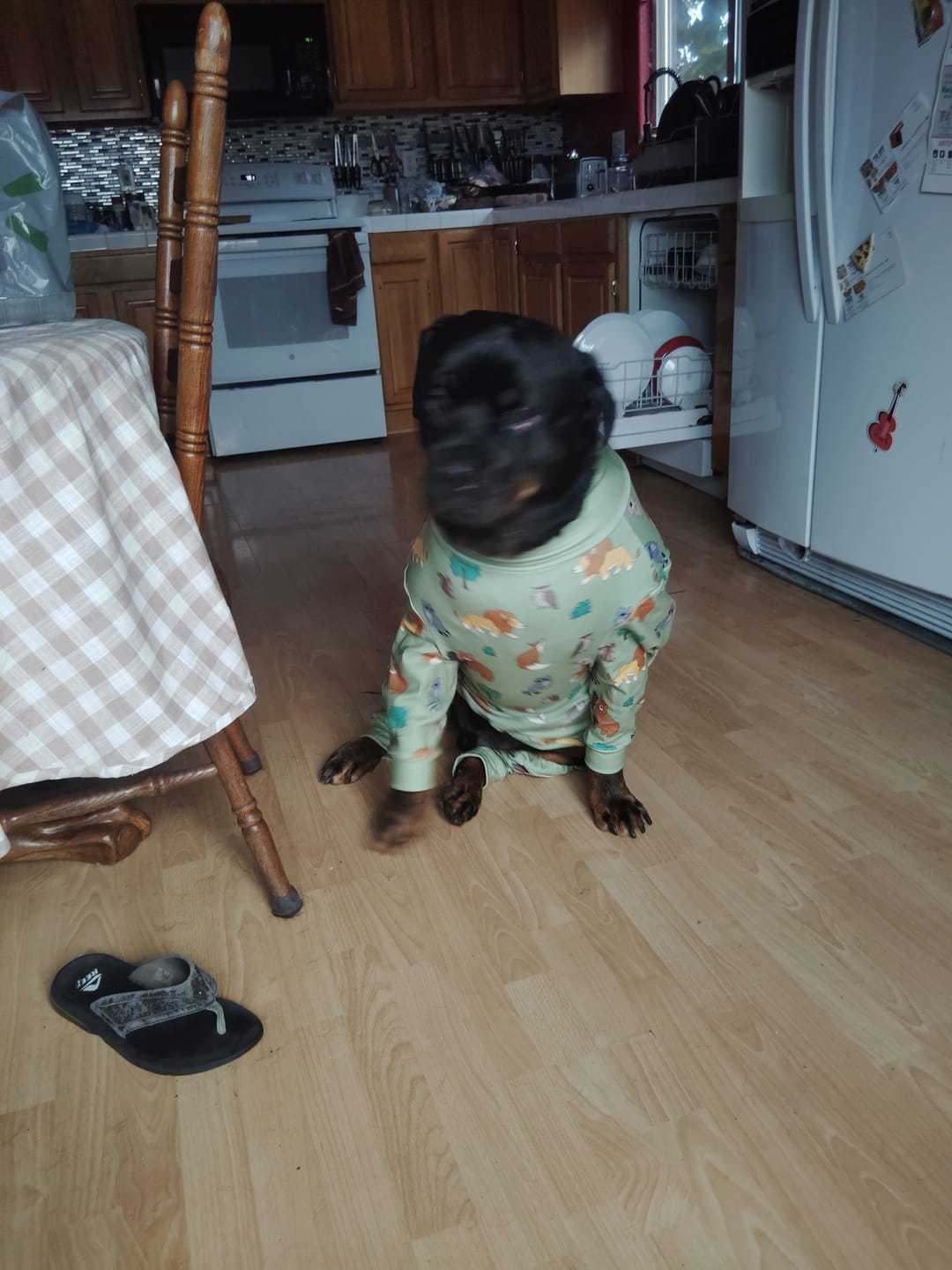 Customer photo review of Dog Christmas Pajama - Festive Patchwork
