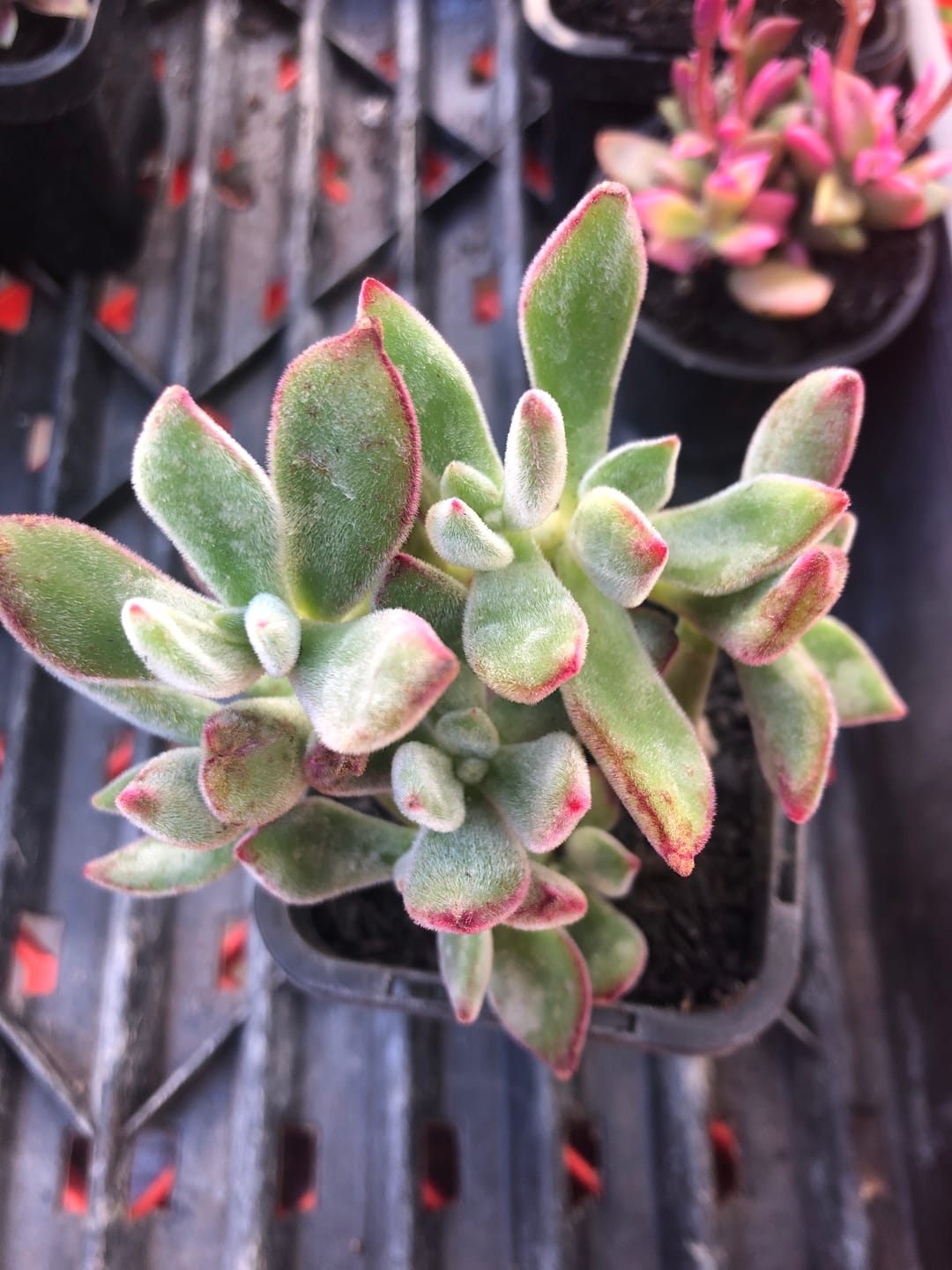 Customer photo review of Echeveria pulvinata 'Ruby'