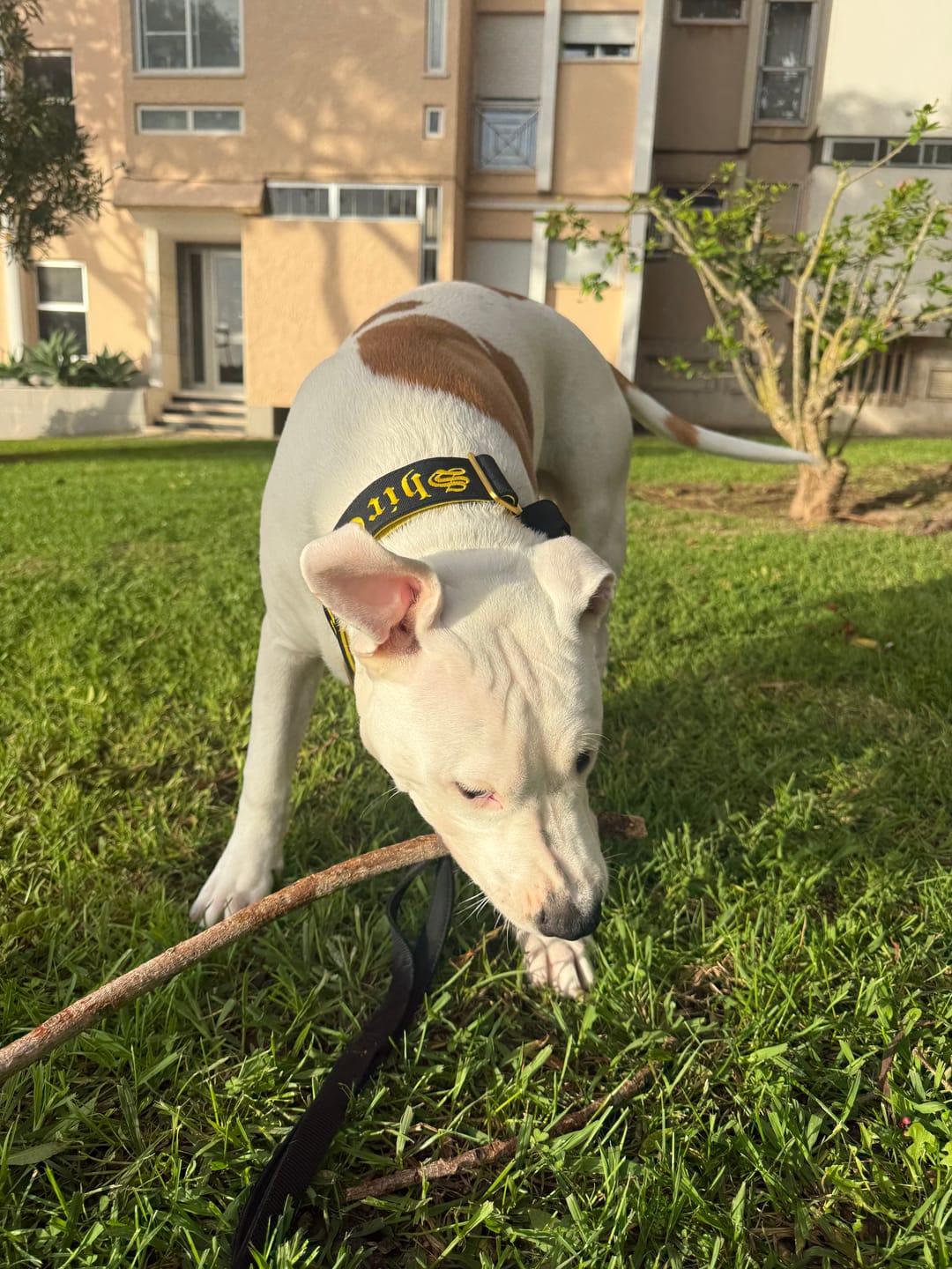 Customer photo review of 5cm Lighter Combat® Collar | With Handle Secure Clip - Black x Yellow
