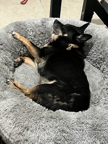 Customer photo review of Cama Antiestrés para Perros