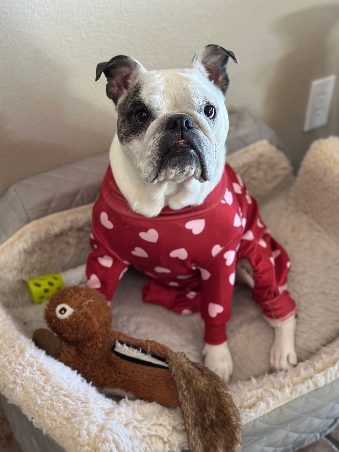 Customer photo review of Dog Pajama - Red Hearts