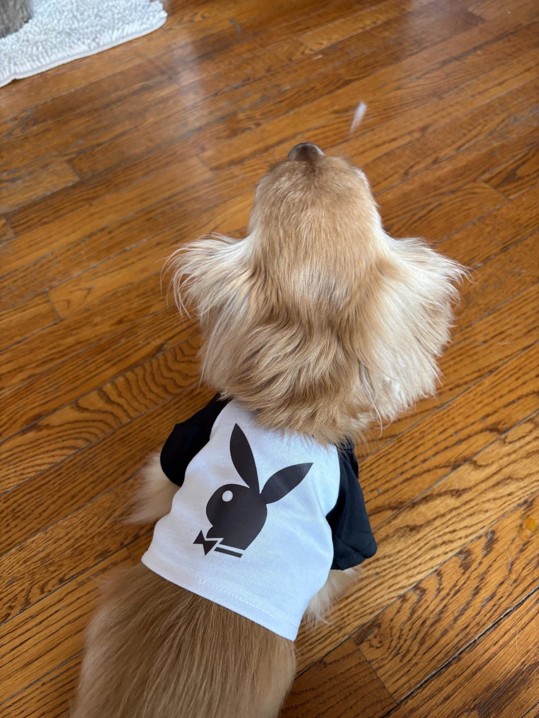 Customer photo review of CUSTOM Plushie T-SHIRT, Fits 16-inch Stuffed Animals, Plushie Clothing, Personalized Photo and Text Shirt