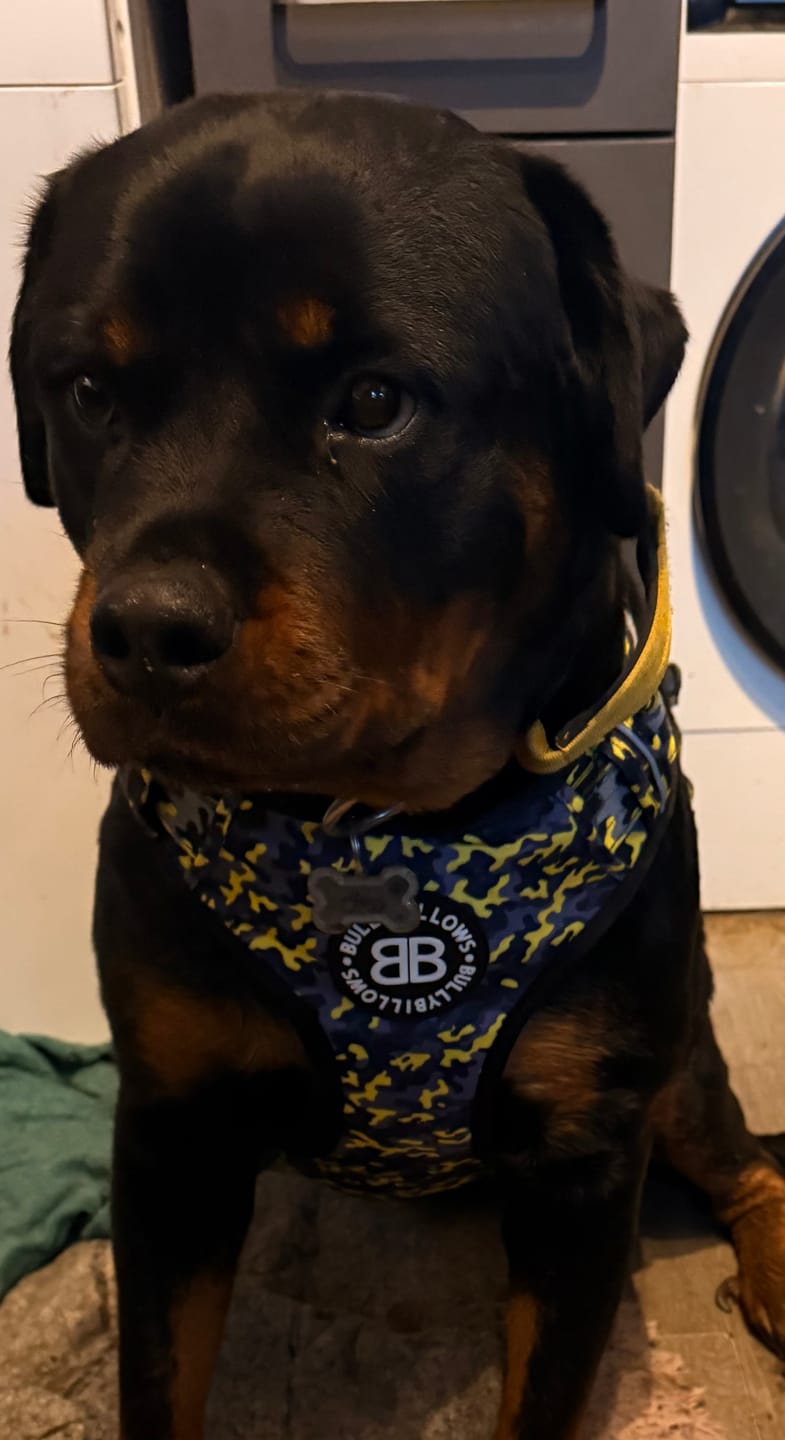 Customer photo review of Comfort Premium Harness | Non Restrictive - Lightning