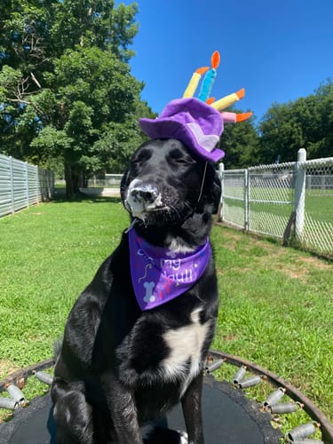 Customer photo review of ProDenta