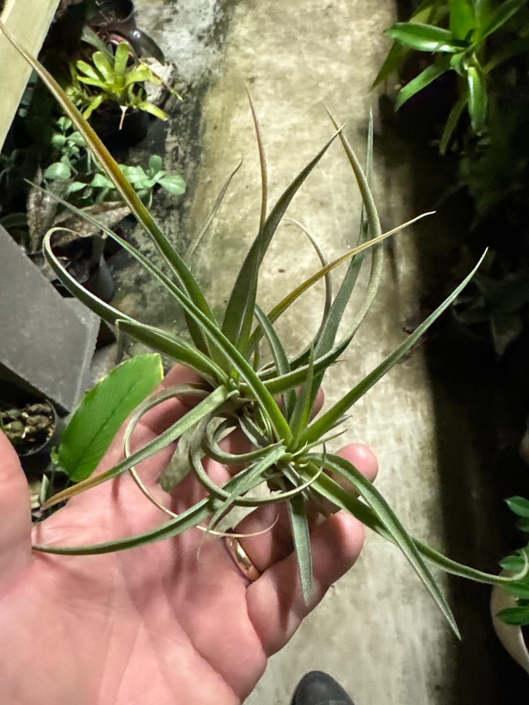 Customer photo review of X Betty  (xerographica x brachycaulos)  *Cannot Be Shipped Internationally*