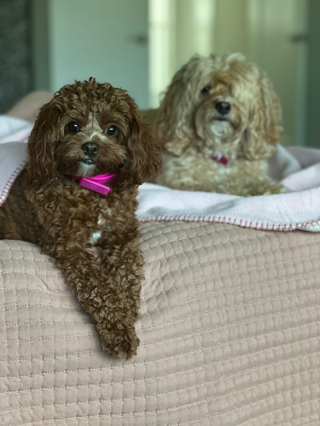 Customer photo review of Boneflex+ Collars Gold