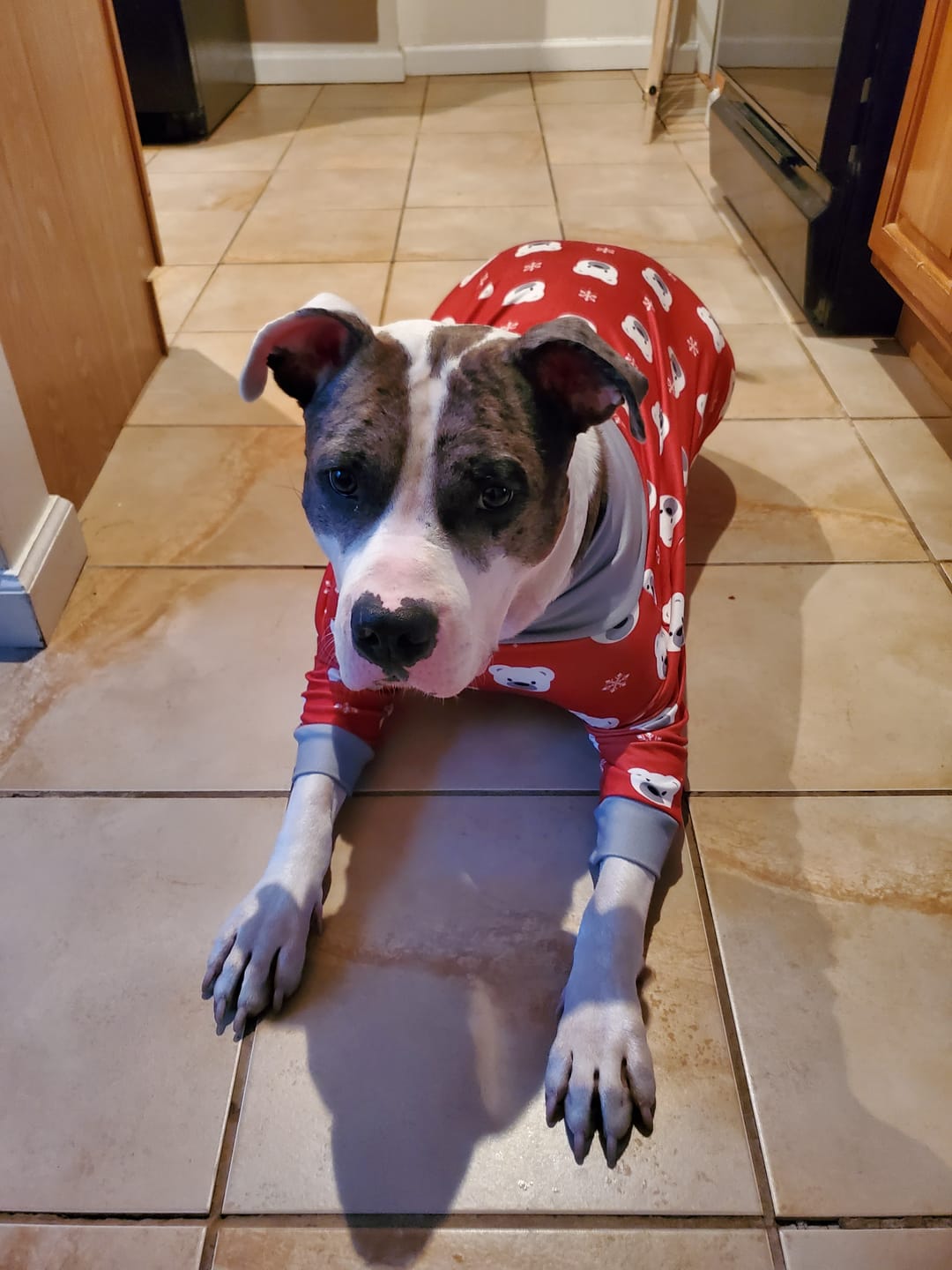 Customer photo review of Dog Christmas Pajama - Reindeers