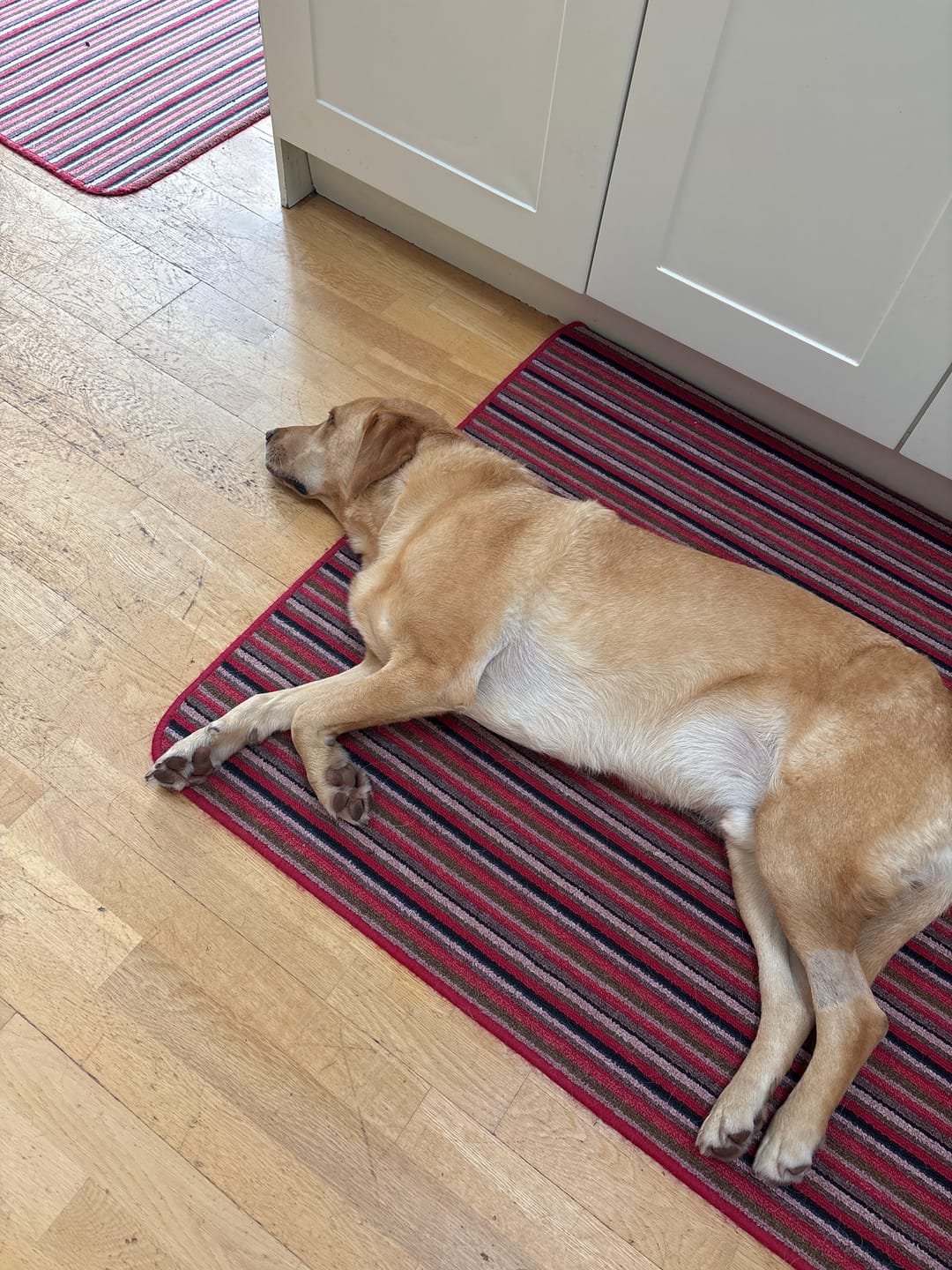 Customer photo review of Green Lipped Mussel Powder For Dogs