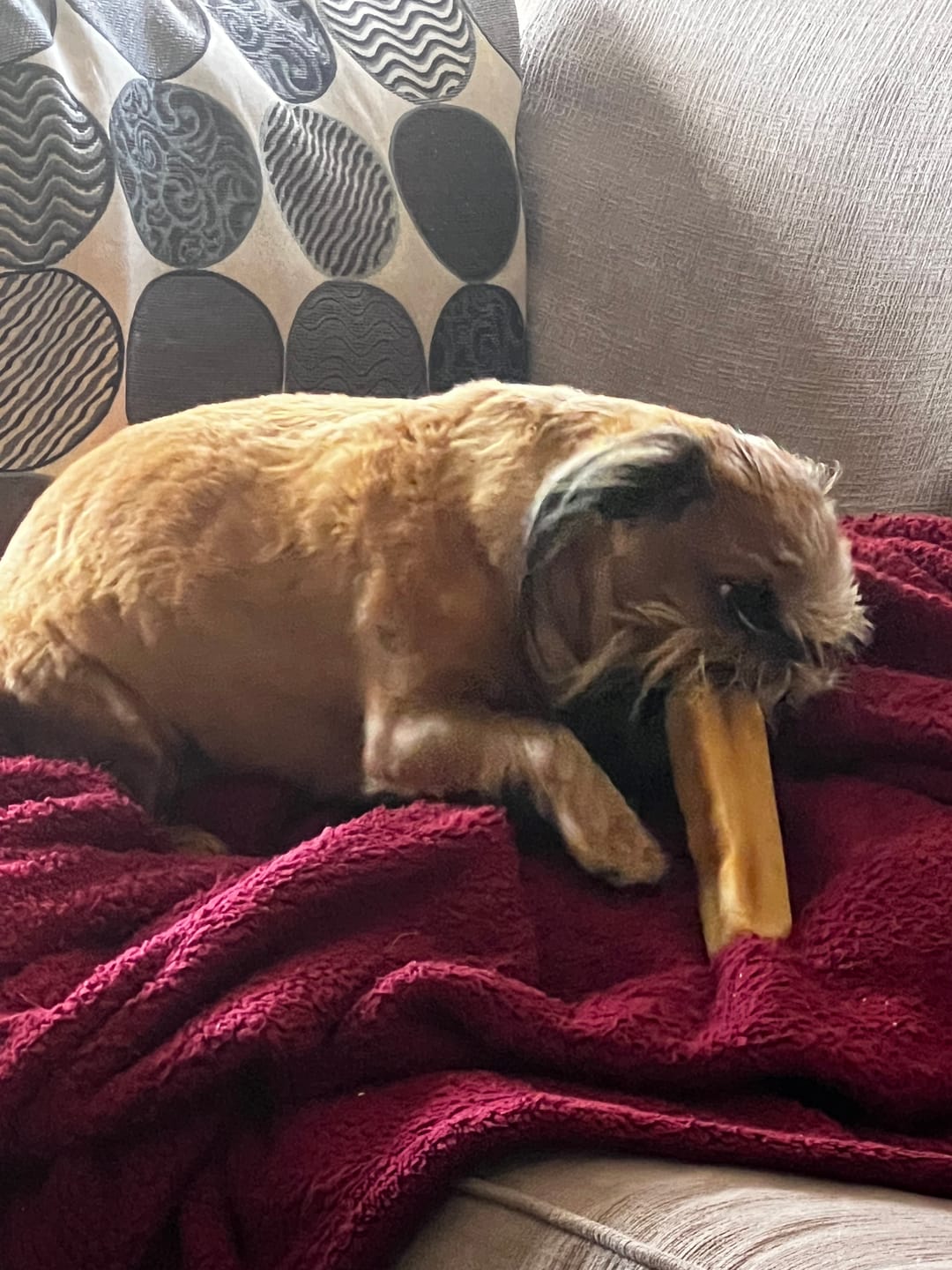 Customer photo review of Blueberry Himalayan Yak Chew (MEDIUM)