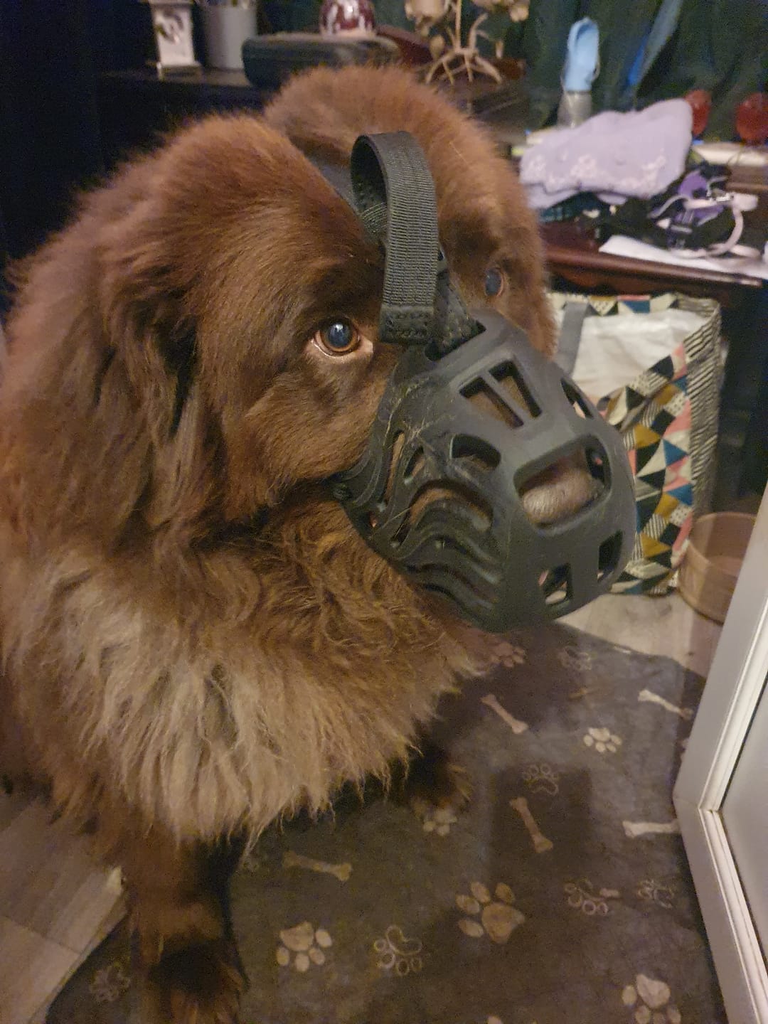 Customer photo review of Muzzle | Flexi & Legal Requirement - S-XL Breeds - Black