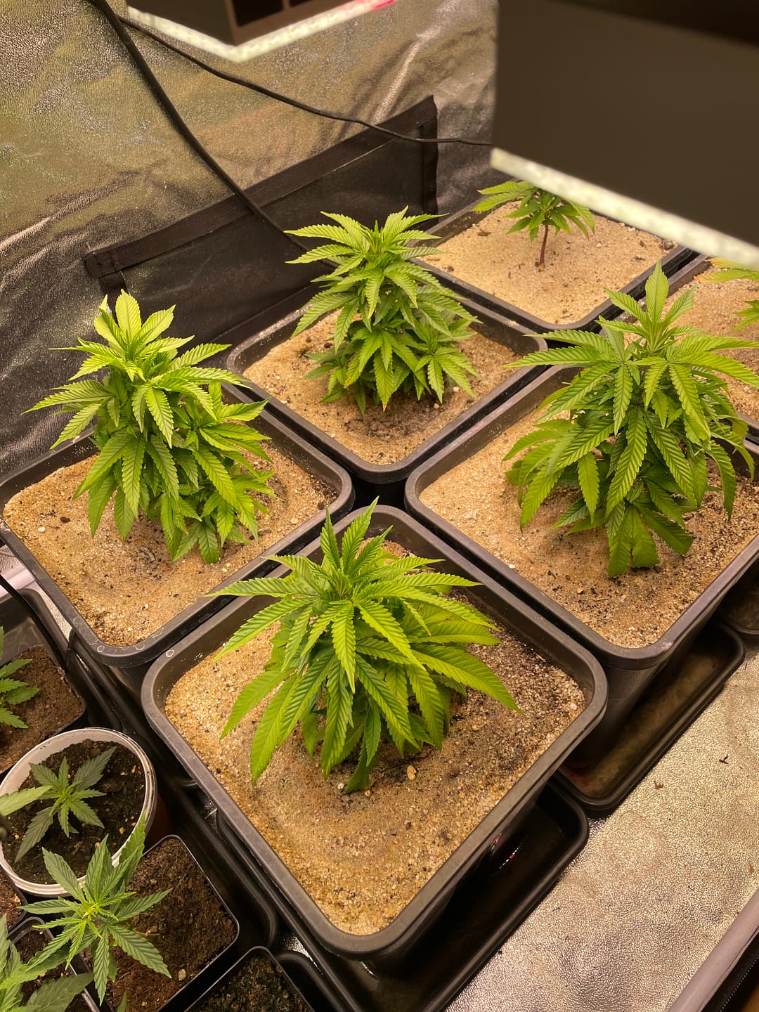 Customer photo review of Hanfstecklinge | Blackberry Moonrock