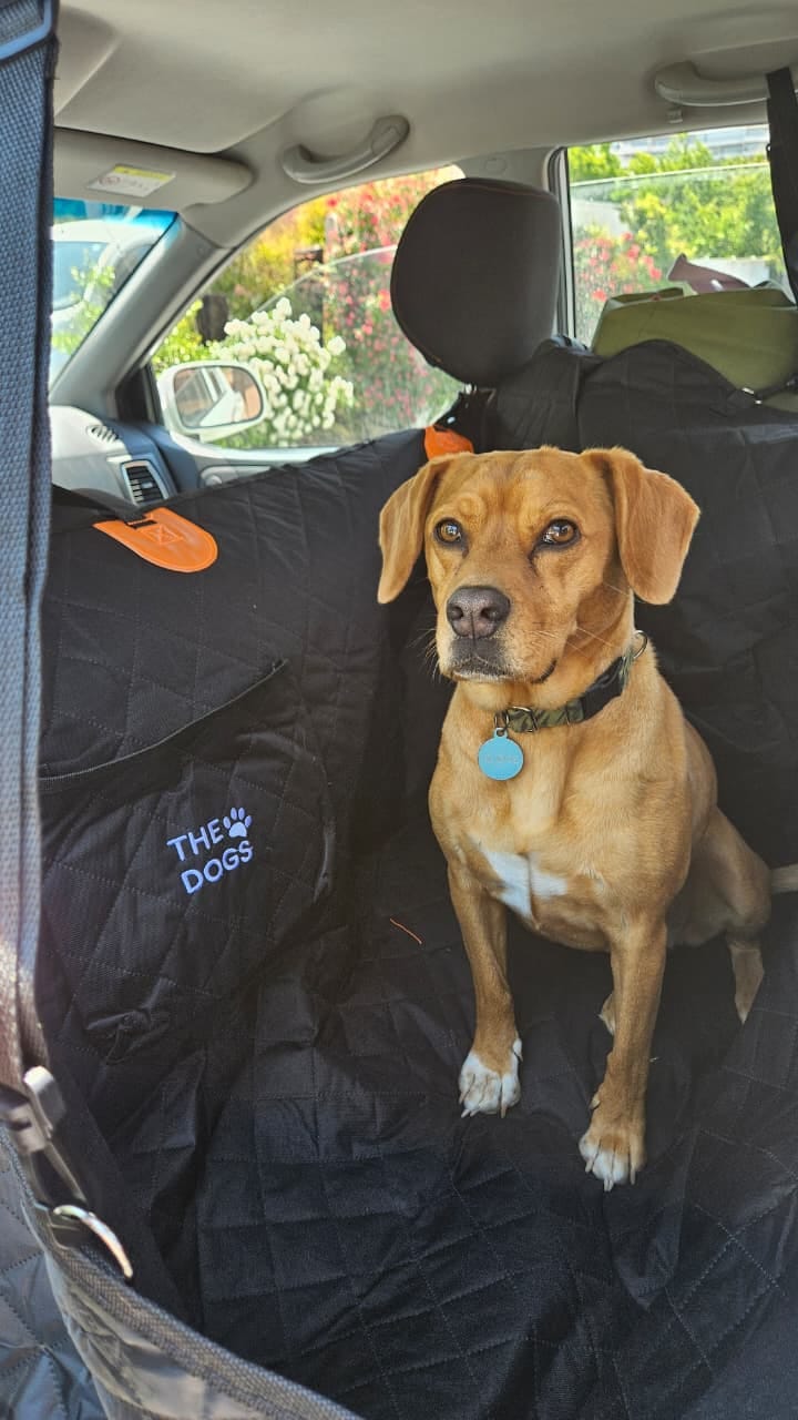 Customer photo review of Funda Impermeable THE DOGS — Auto limpio, perro seguro