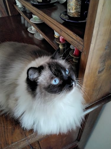 Walter L. review of Diffusore Calmante per Gatti image 1 out of 1