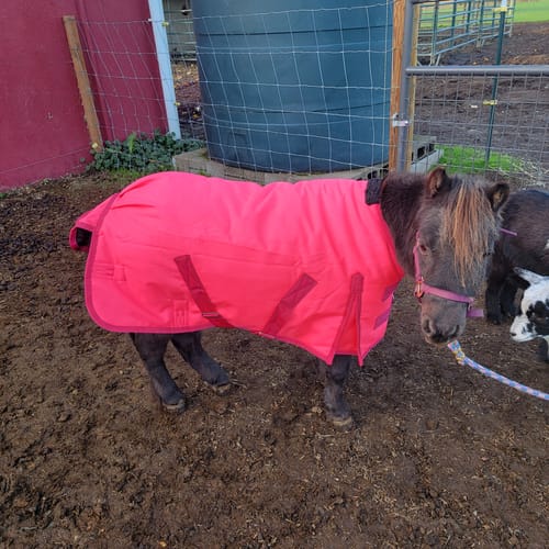 Customer photo review of HOT PINK MINI/FOAL WINTER BLANKET