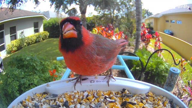 Customer photo review of Birdfy Feeder - AI-Powered Smart Bird Feeder with Camera