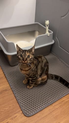 Customer photo review of 1 Month Supply – 1 Cat