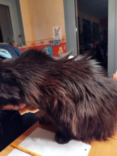 Customer photo review of Fellblitz-Bürste - Der Bestseller