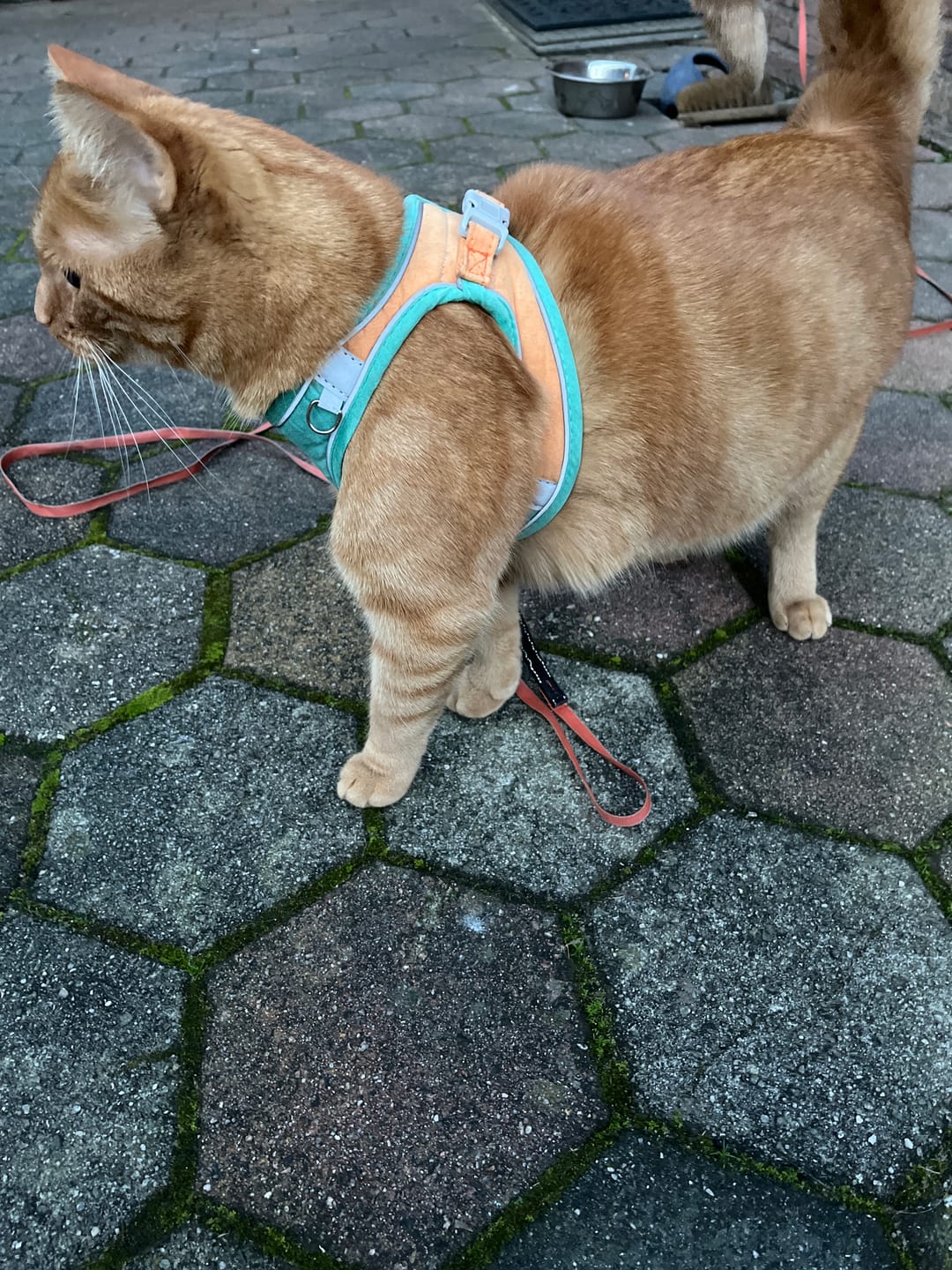 Customer photo review of Catventure -  Verstelbaar Veiligheidstuigje Kat