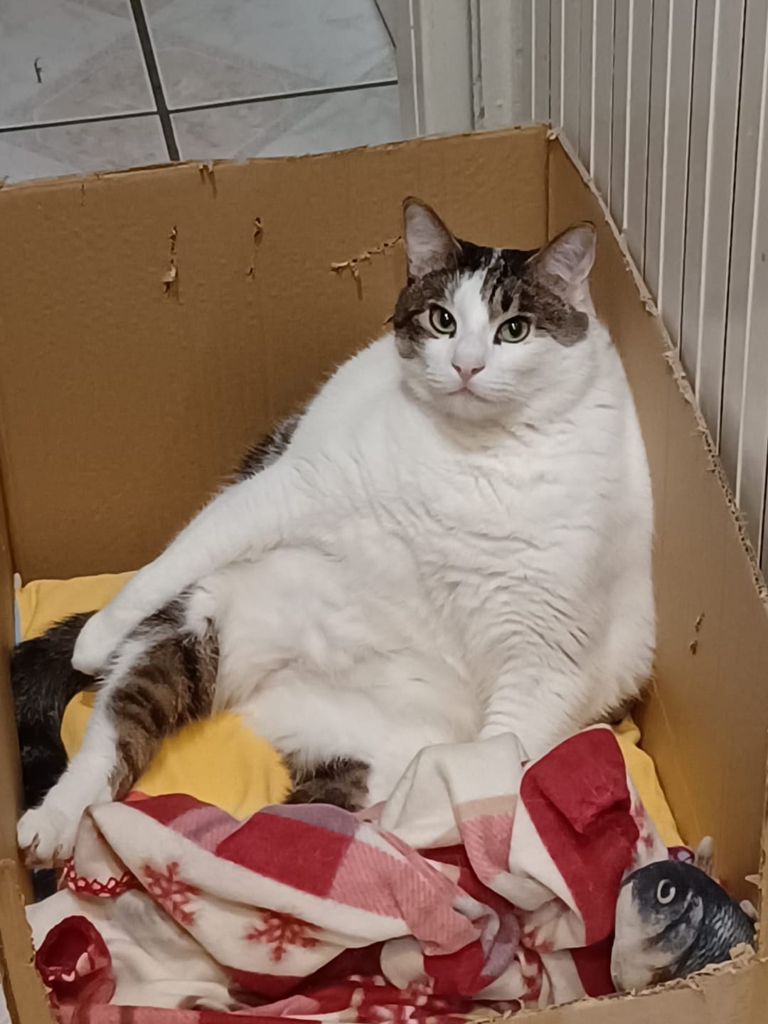 Customer photo review of Multipack d'effilés (Chat stérilisé et Chat adulte)