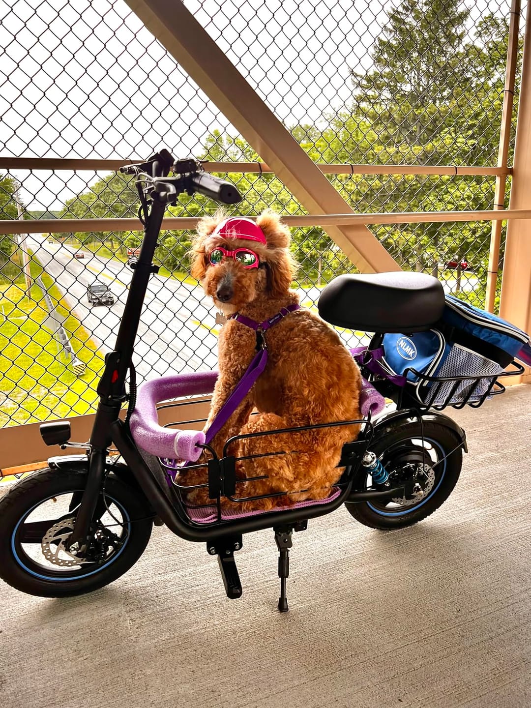 Customer photo review of Gyroor C1Plus Folding Electric Scooter with Seat-650W Motor, Large Storage & UL2272 Certified