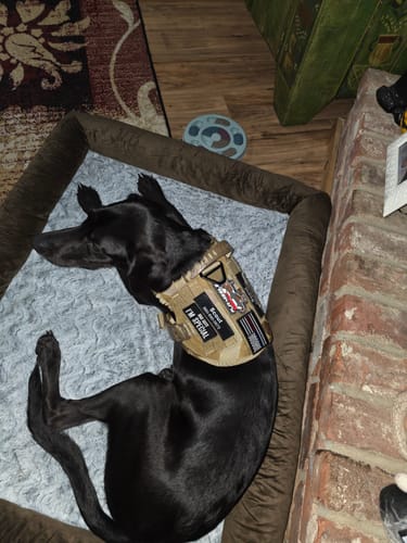 Customer photo review of Classic Heavy-Duty Tactical No-Pull Team K9™ Dog Harness With Front & Back D-Rings, Quick-Release Metal-Buckles, Hook & Loop Panels, & Top Handle