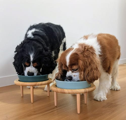 Customer photo review of Ceramic Slow Feeder Pet Bowl for Dogs and Cats