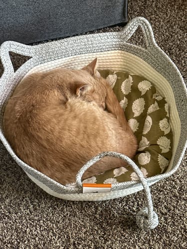 Customer photo review of Instinct Basket | Handwoven & Chemical-Free Cat Territory (Small is out of stock so we're price matching the Large Instinct Basket)