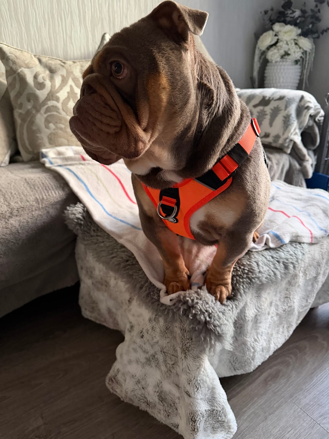 Customer photo review of Anti Pull Hurricane Harness Lighter | With Handle - Orange