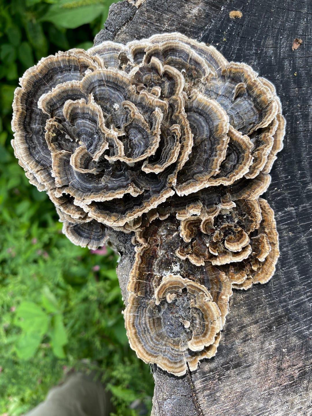 Customer photo review of Dried Turkey Tail