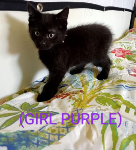 Customer photo review of 3 Month Supply - 1 Cat