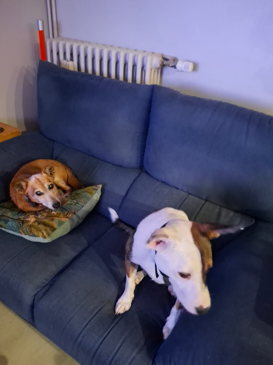 Customer photo review of Collier Anti Aboiement PuppySafe