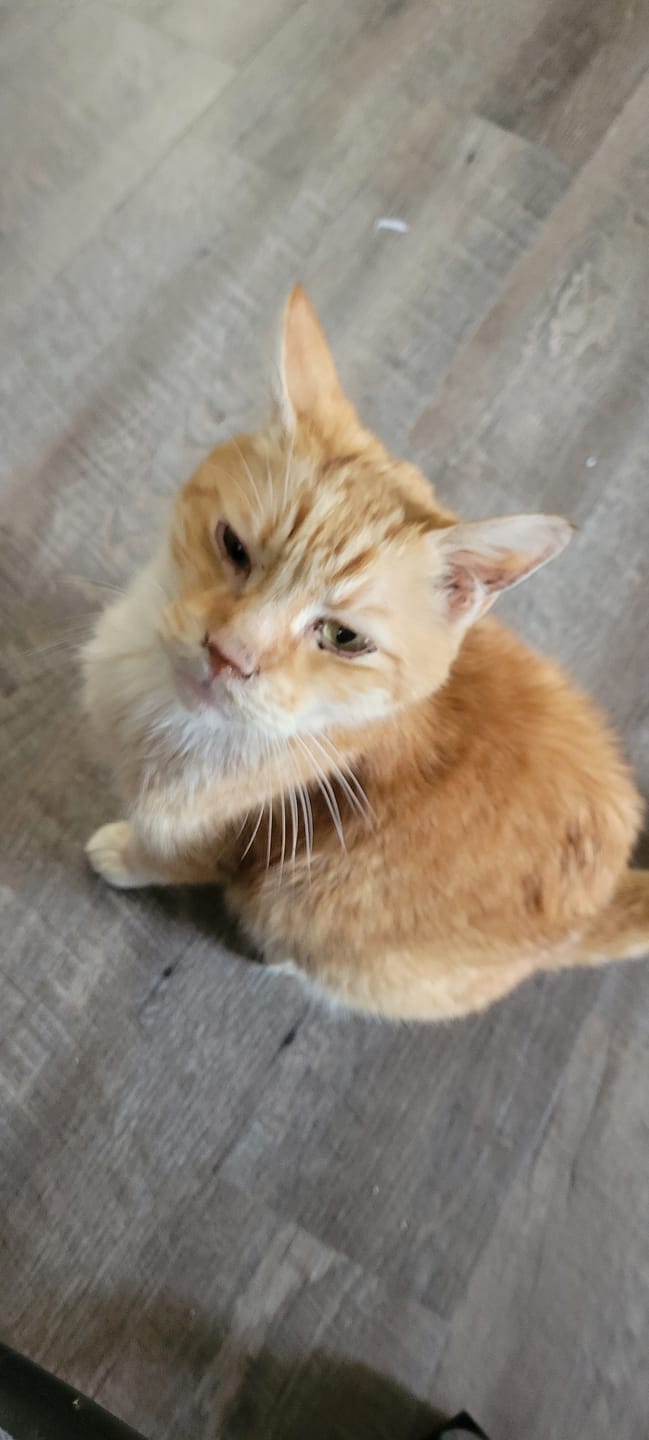 Customer photo review of Cat Eye Infection & Vision Support Remedy