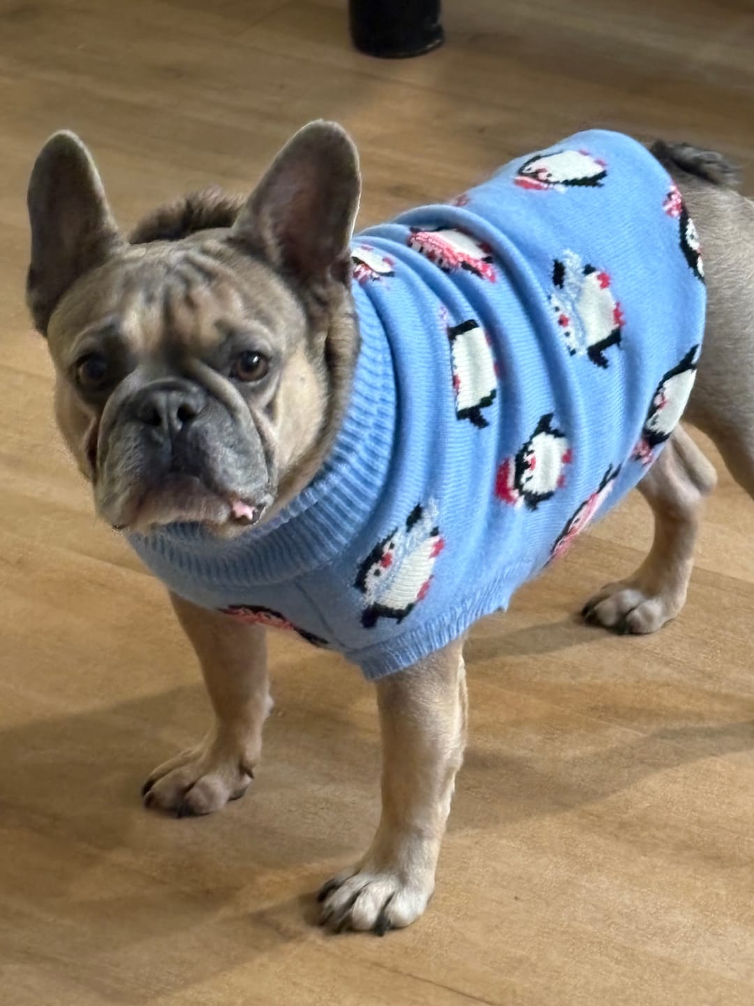 Customer photo review of Dog Sweater - Penguins