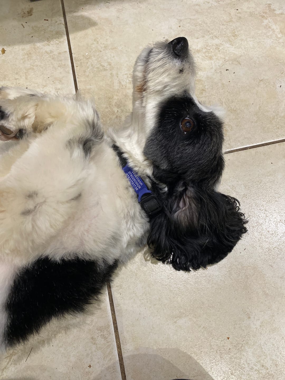Customer photo review of Dog ID Attachment Tag (8 Colour Choices)