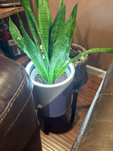Customer photo review of Aura | Medium Round LED Planter - Luna White