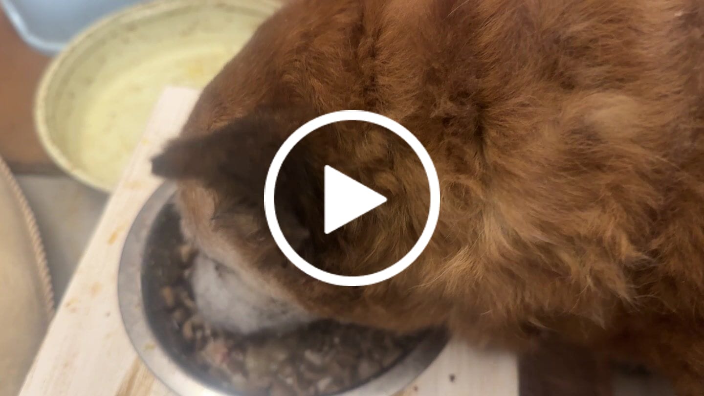 Customer video review of Crocchette Gastrointestinal al Tacchino - Cane Adulto - Proteine idrolizzate - Grain Free