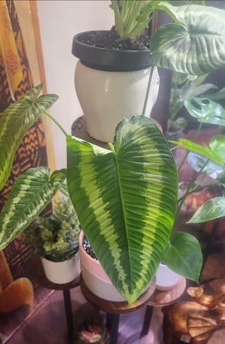 Customer photo review of Schismatoglottis wallichii