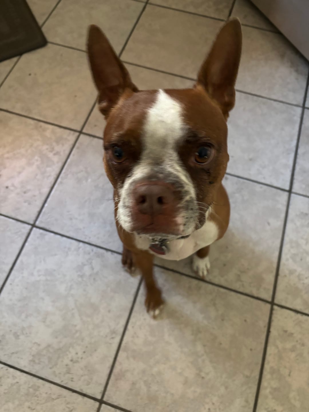 Customer photo review of Vrac Nature's Own - Bully Sticks de boeuf mastication pour chien